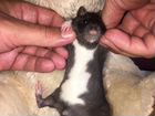 Мальчик Крыс с тату оберег кот объявление продам