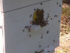 Продажа пчелиных семей и отводков (пчелопакетов)