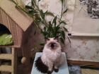 Котята породы Невский маскарадный объявление продам