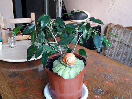 Фикус Бенджамина