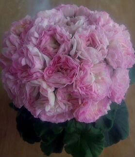 Пеларгонии (герани) Ю Царская Невеста и др