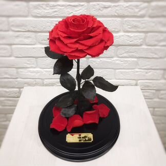 Роза в Колбе