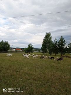 Козы овцы - фотография № 3