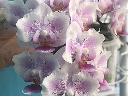 Орхидеи В Магазине Анапы Купить