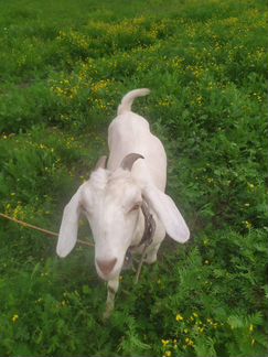 Коза, нубийский козлик, заинская козочка, коза кры - фотография № 1