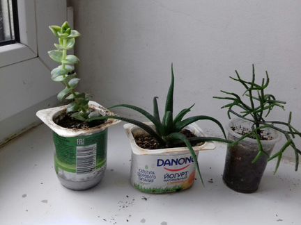 Секкуленты