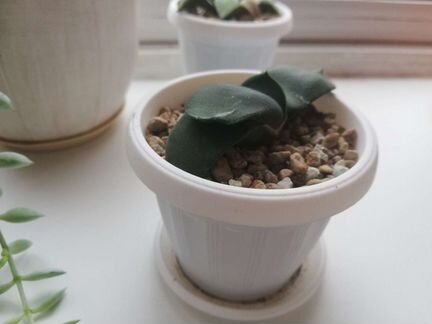 Дендробиум, гастерия