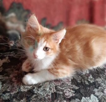 Любимчик Лёва, 4 мес., в дар