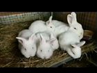 Кролики Белый великан помесь,и колифорнийци объявление продам