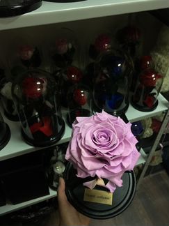 Роза в Колбе