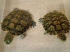 Красноухие чрепахи объявление продам