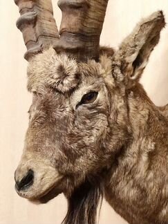 Чучело Козерога