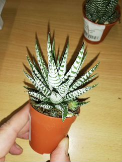 Хавортия Альба