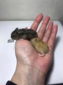 Джунгарский хомяк