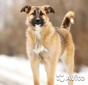 Девочка Йося- молоденькая и достаточно активная