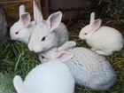 Крольчата.кролики объявление продам