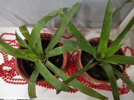 Комнатные цветы бесплатно