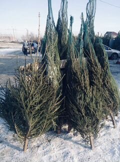 Живые елки всех размеров