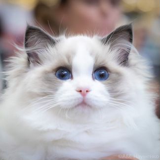 Juventus Chiffondelux, рэгдолл, разведение/шоу