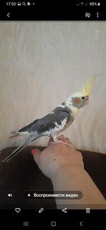 Попугаи от заводчика