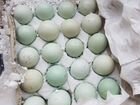 Перепела Селадон (зелено-голубое яйцо)