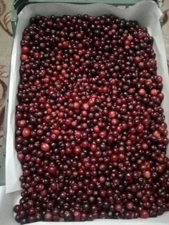 Клюква и Калина