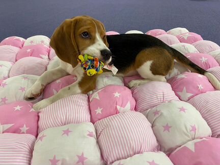 Щенки Бигля