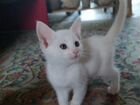 Турецкие белые котята объявление продам