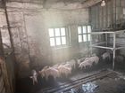 Продается ферма свиньи и коровы 6 штук объявление продам
