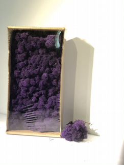 Мох стабилизированный