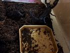 Кивсяк гигантский, Скорпион чёрный азиатский объявление продам