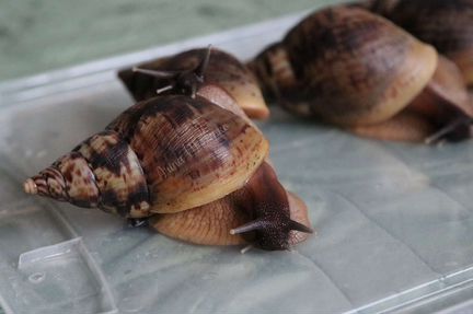 Ахатина ретикулята