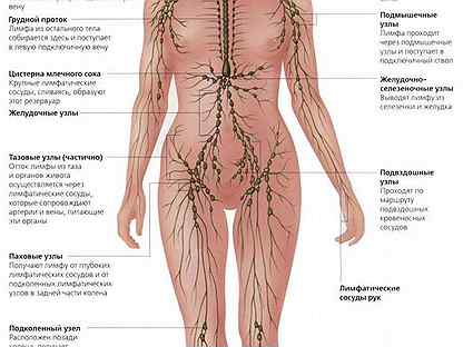 Где находятся лимфатические узлы у человека фото