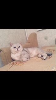 Кот для вязки