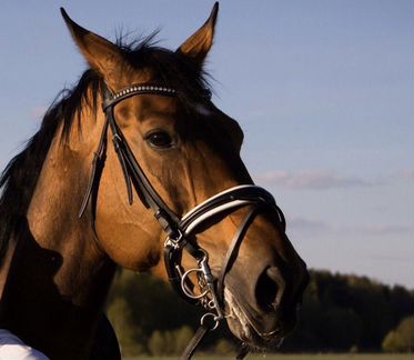 Оголовье трензельное Ascot
