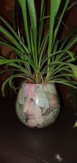 Хлорофитум