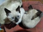 Тайские(сиамские ) котята
