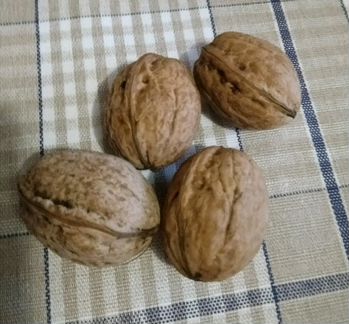 Шишки и орехи для поделок