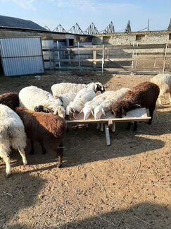 Продам овец курдючных на племя - фотография № 8