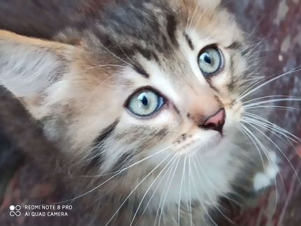Тигренок-котенок ищет новый дом