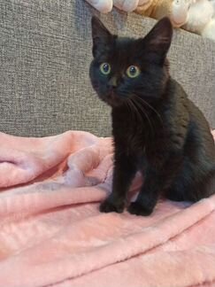 Котенок в дар