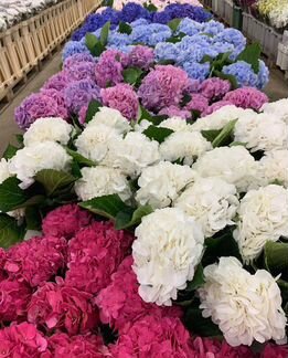 Цветы розы оптом розница букеты доставка