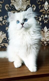 Британская длинношерстная шиншилла
