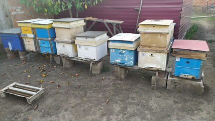 Улей с пчелами - фотография № 1