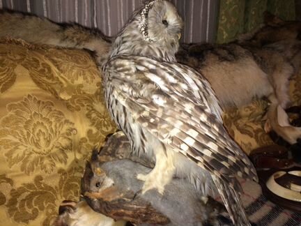 Искусственное чучело Сова с белкой