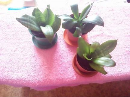 Домашние растение