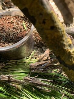 Саранча перелетная (Locusta migratoria)