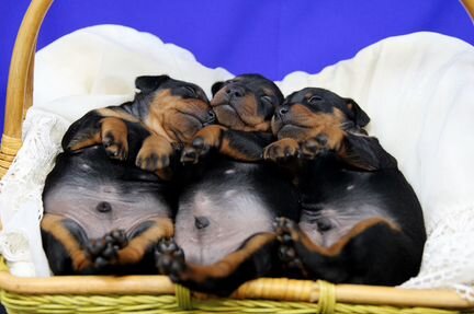 Щенки цвергпинчера