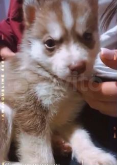 Сибирский хаски щенки ищут дом в хорошие руки